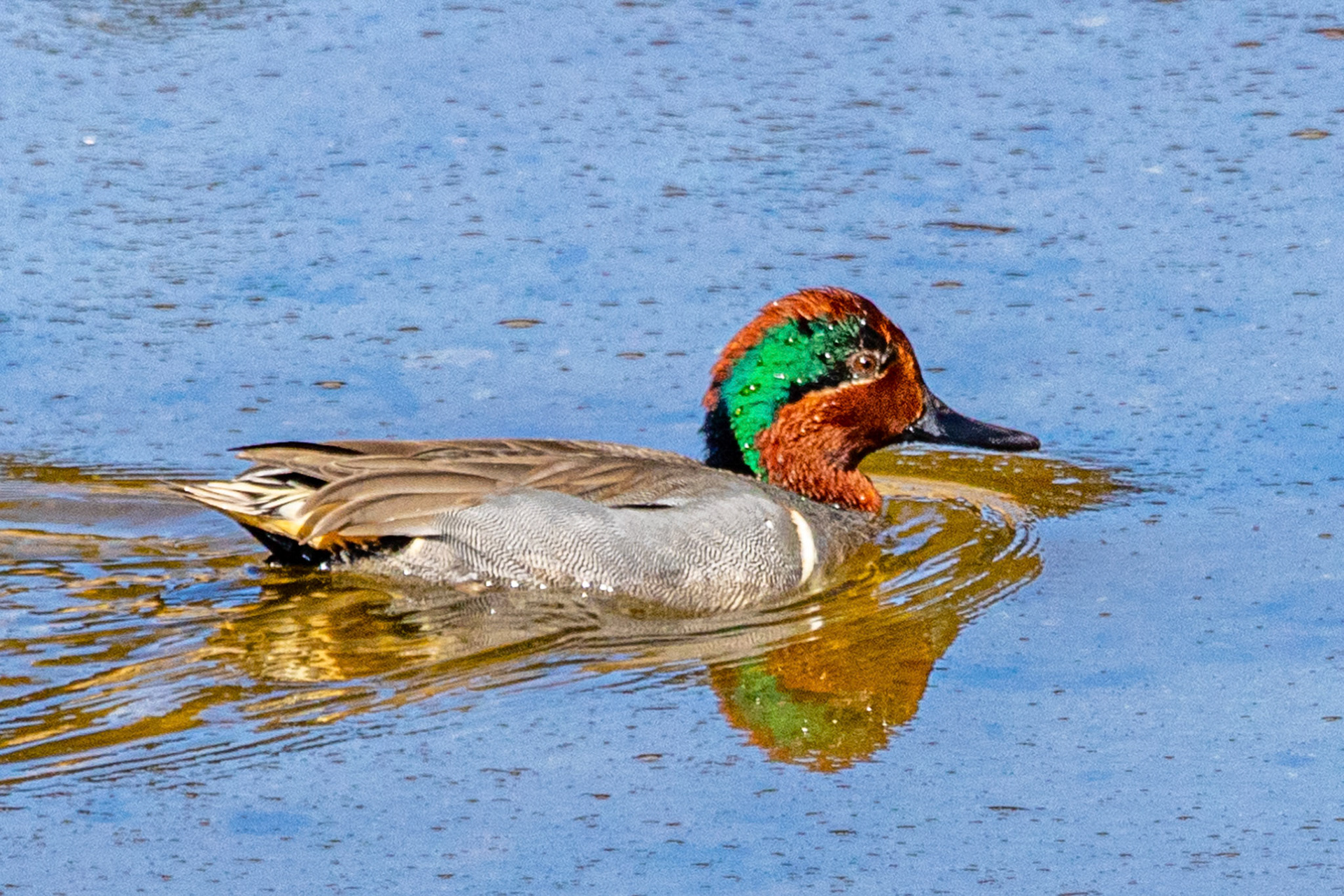 Green-winged Teal at Simi Arroyo