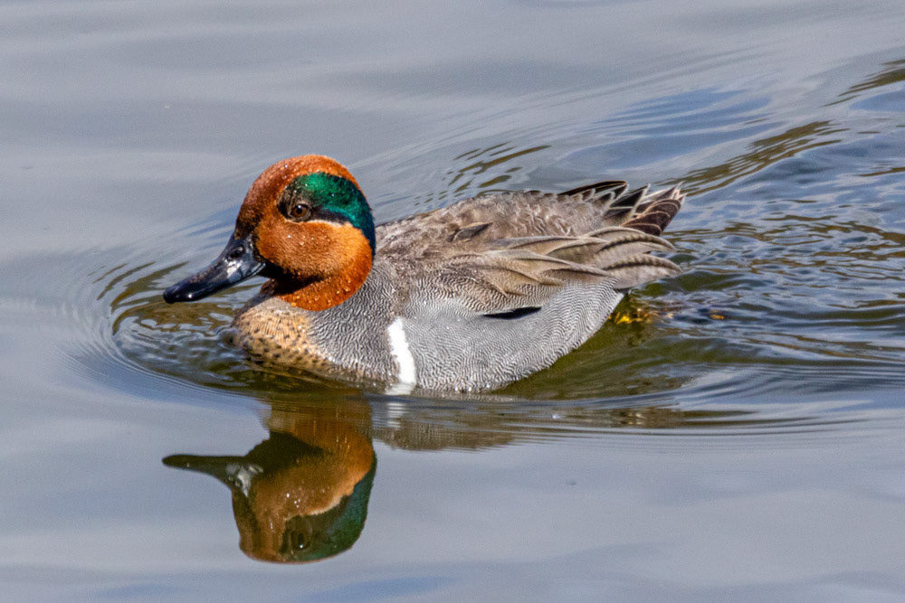 Green-Winged Teal at Malibu Lagoon