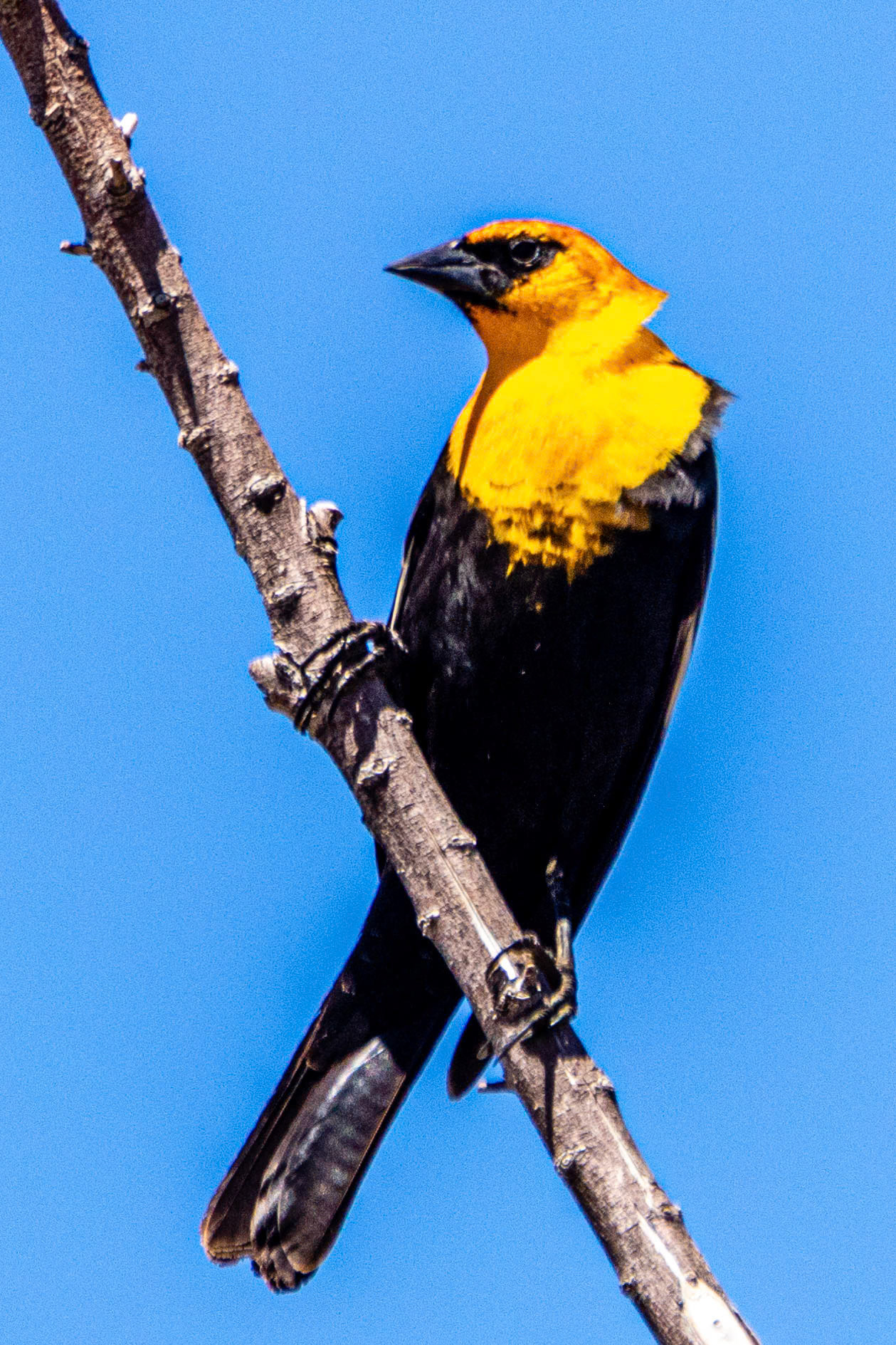 Yellow-Headed Blackbird at Quail Lake