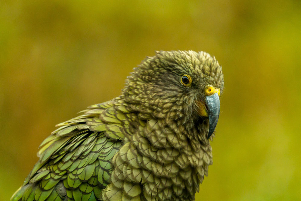 Kea Parrot South Island New Zealand