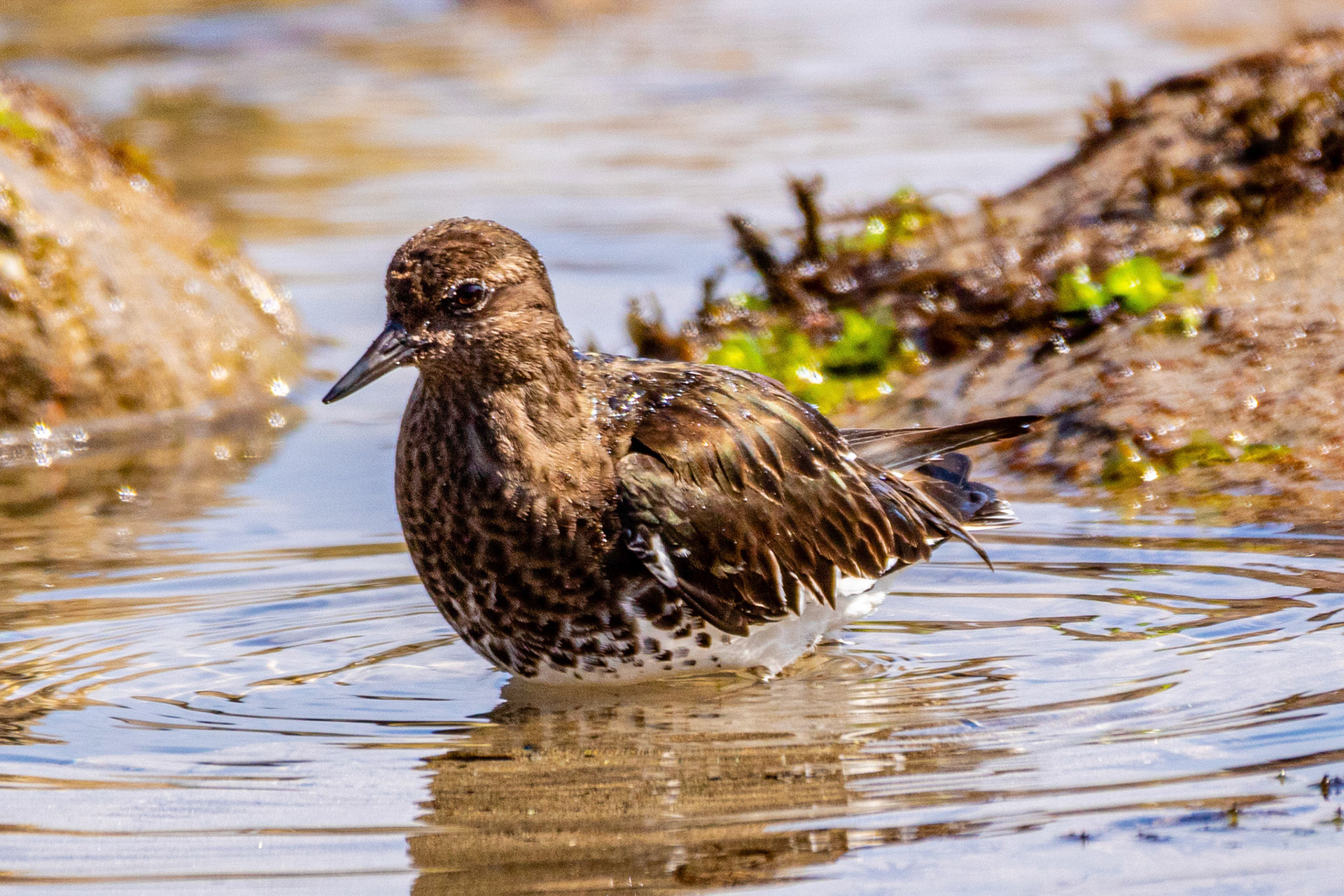 Black Turnstone at Rincon Beach