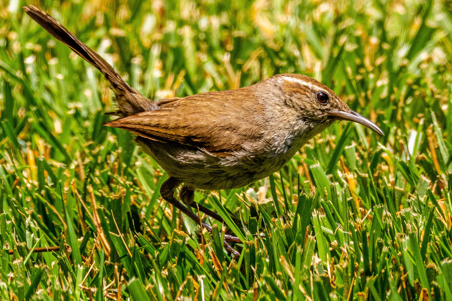 Bewick's Wren