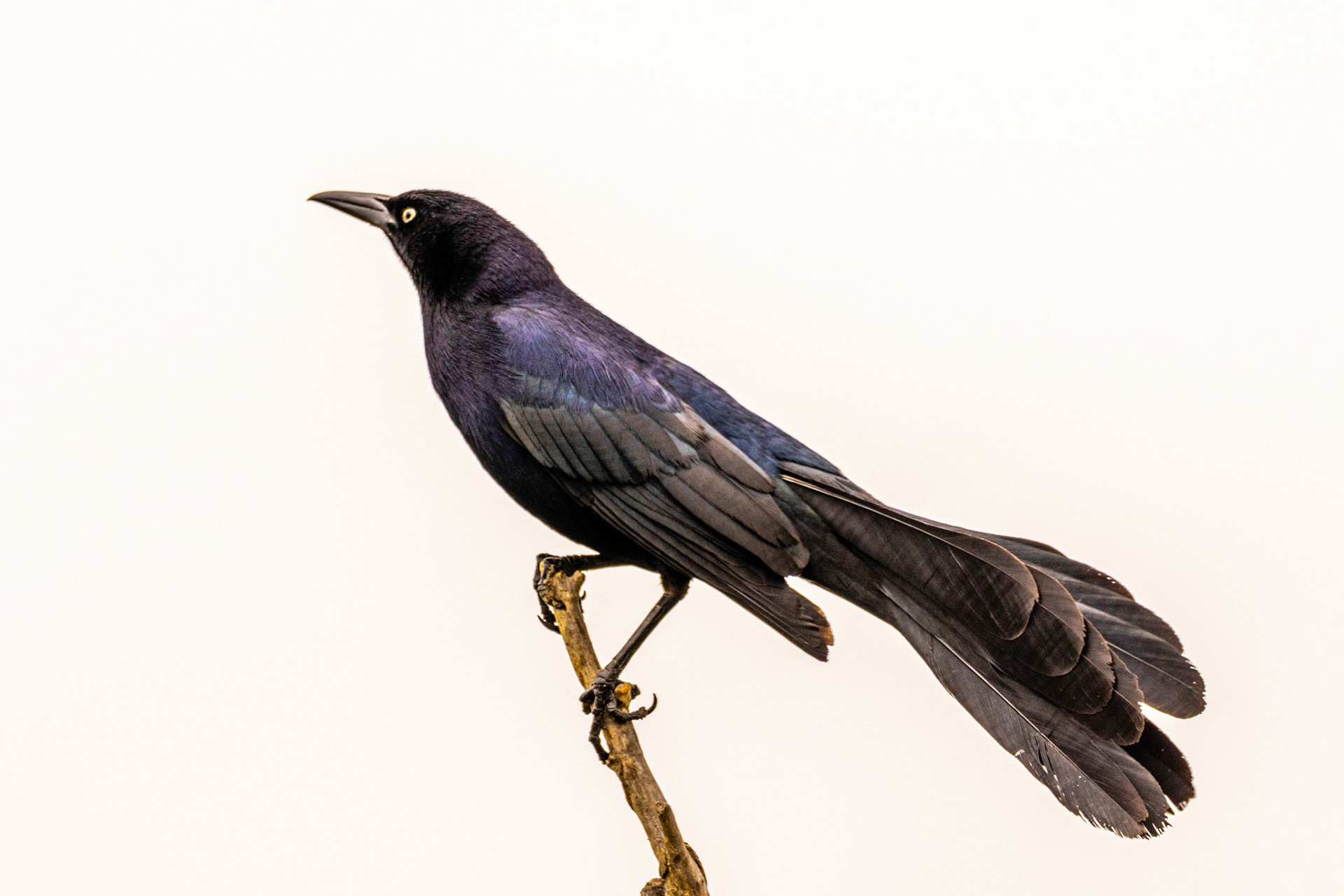 Great-tailed Grackle at Ventura Ponds