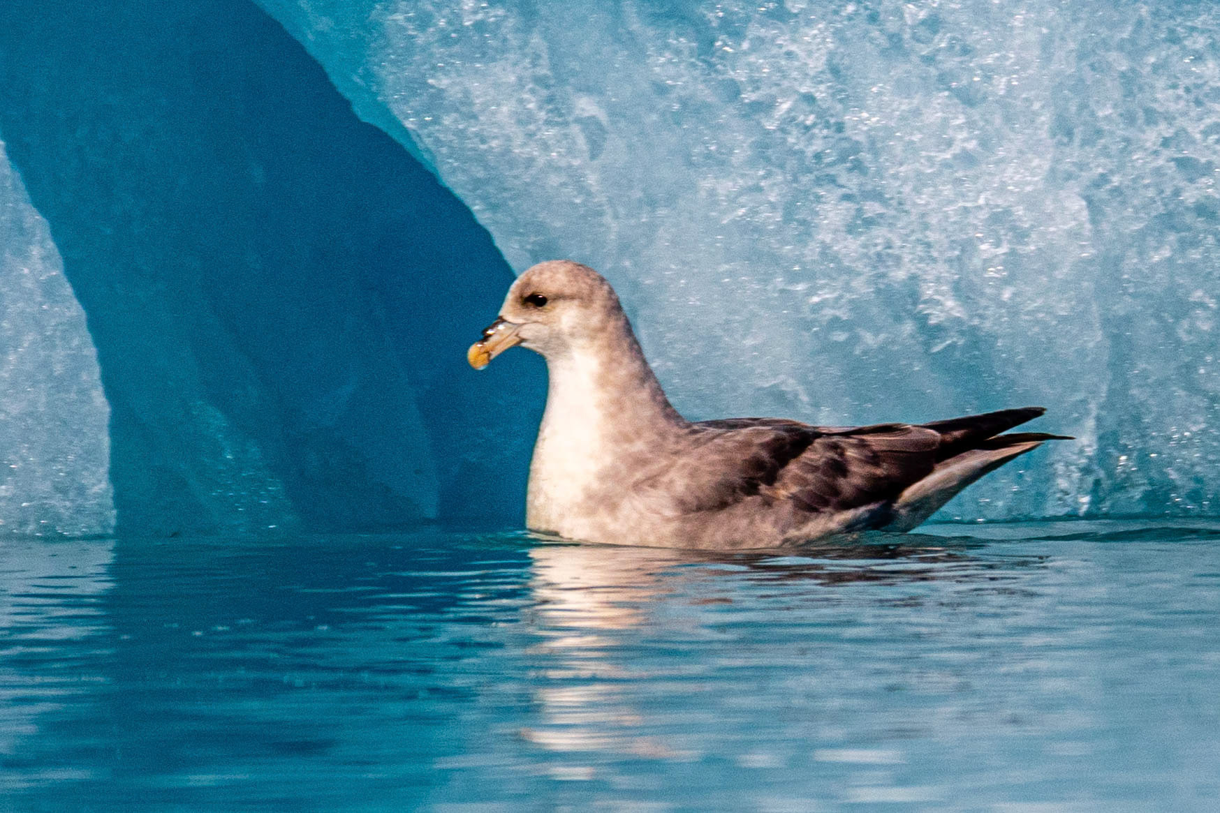 Lillehookbreen Northern Fulmar
