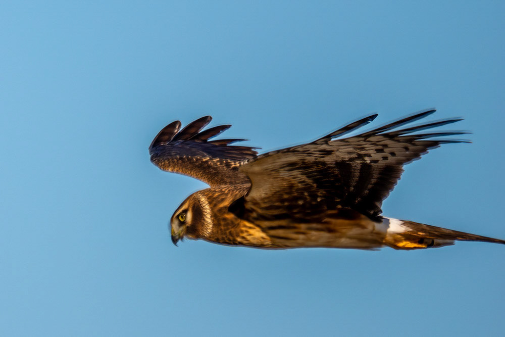 Northern Harrier at Ormand Beach