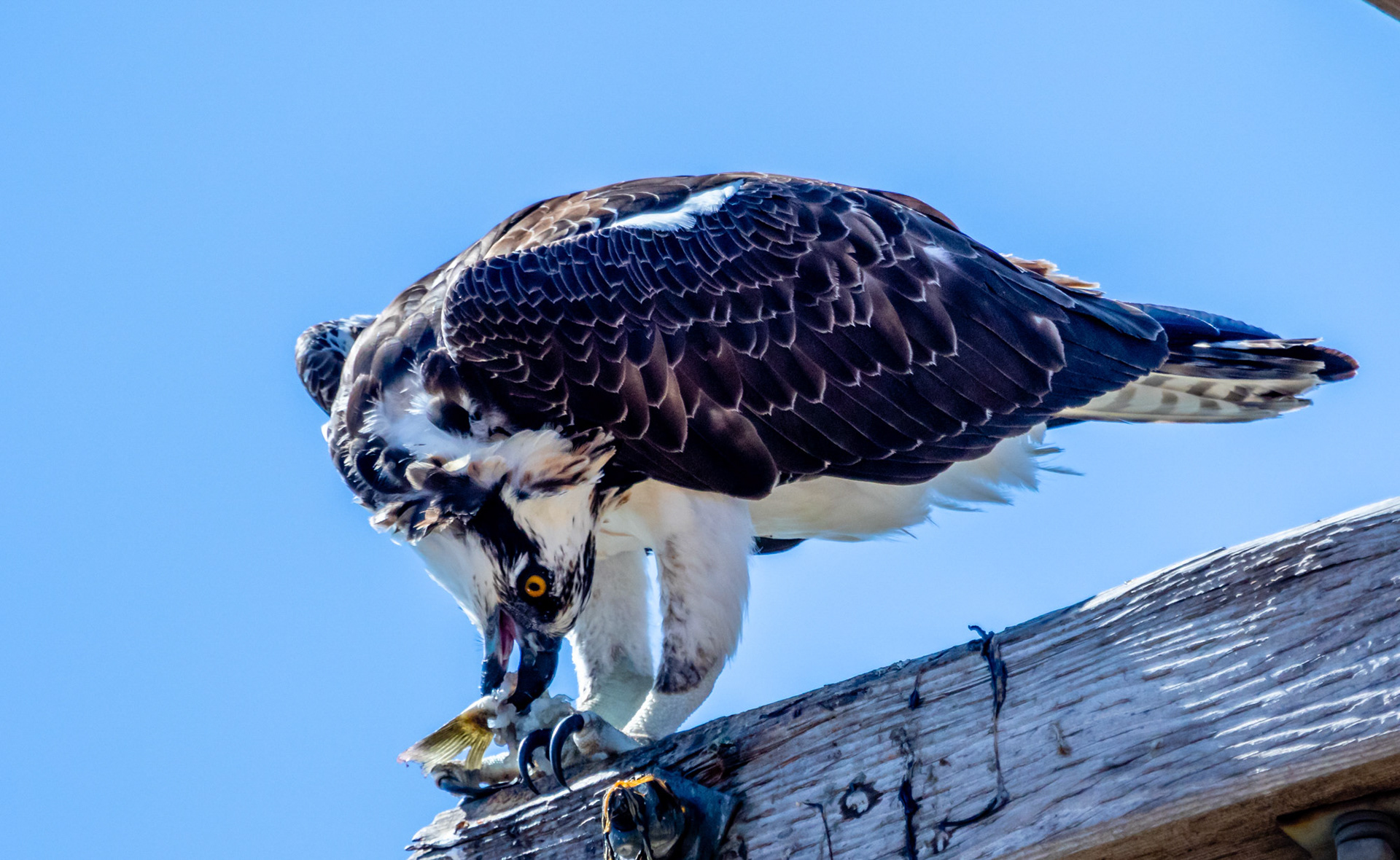 Osprey at Sepulveda Basin
