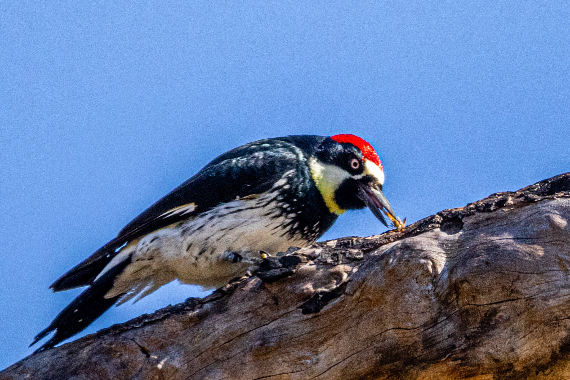 Acorn Woodpecker in Arroyo Verde Park Ventura