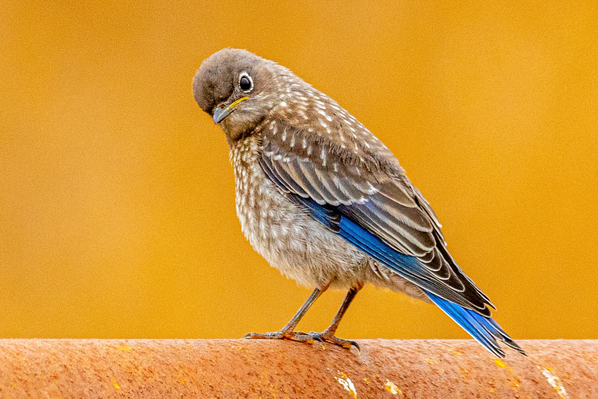 Juvenile Western Bluebird in Canada Larga Ojai