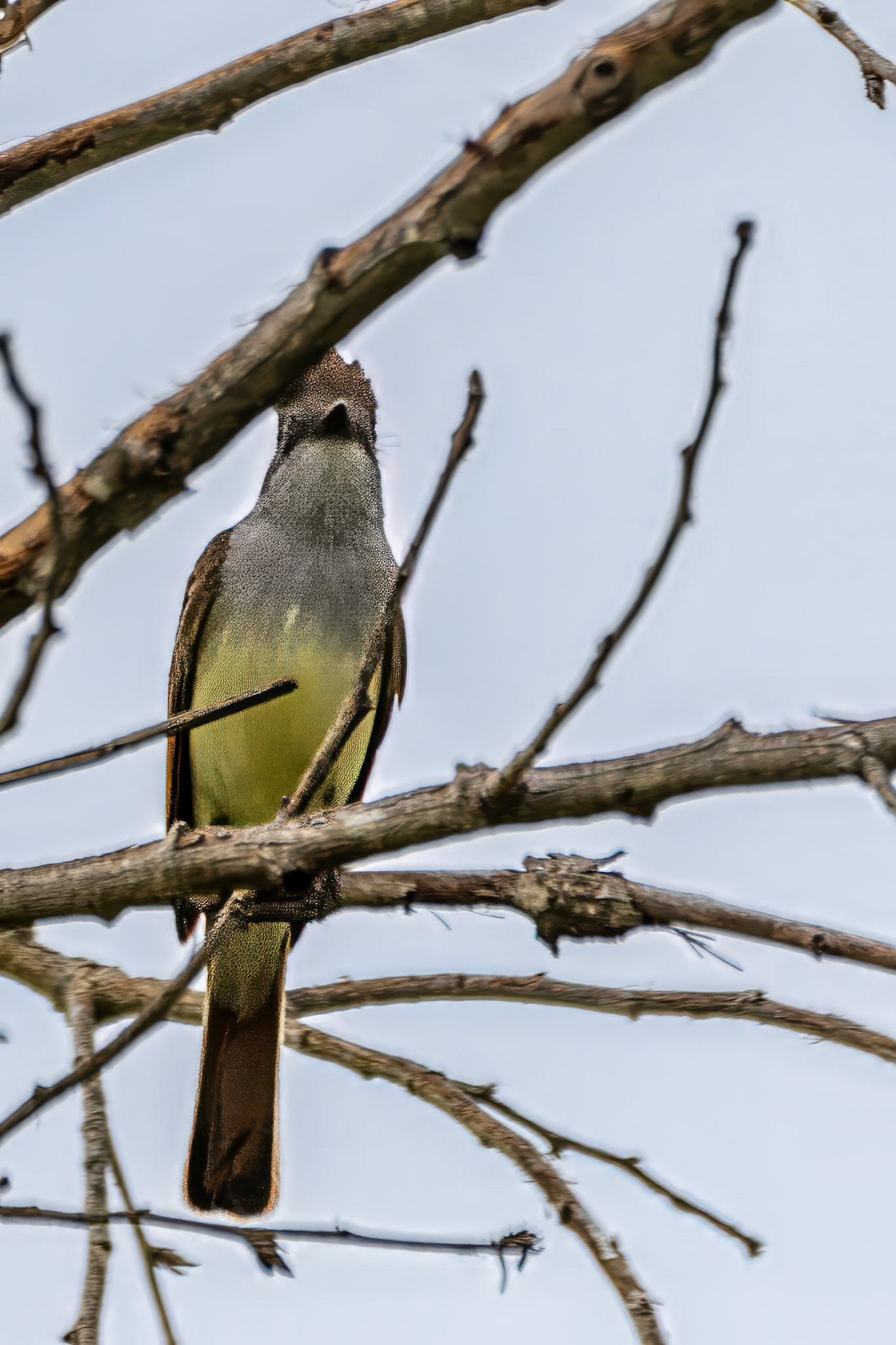 Brown-Crested Flycatcher at Sepulveda Dam