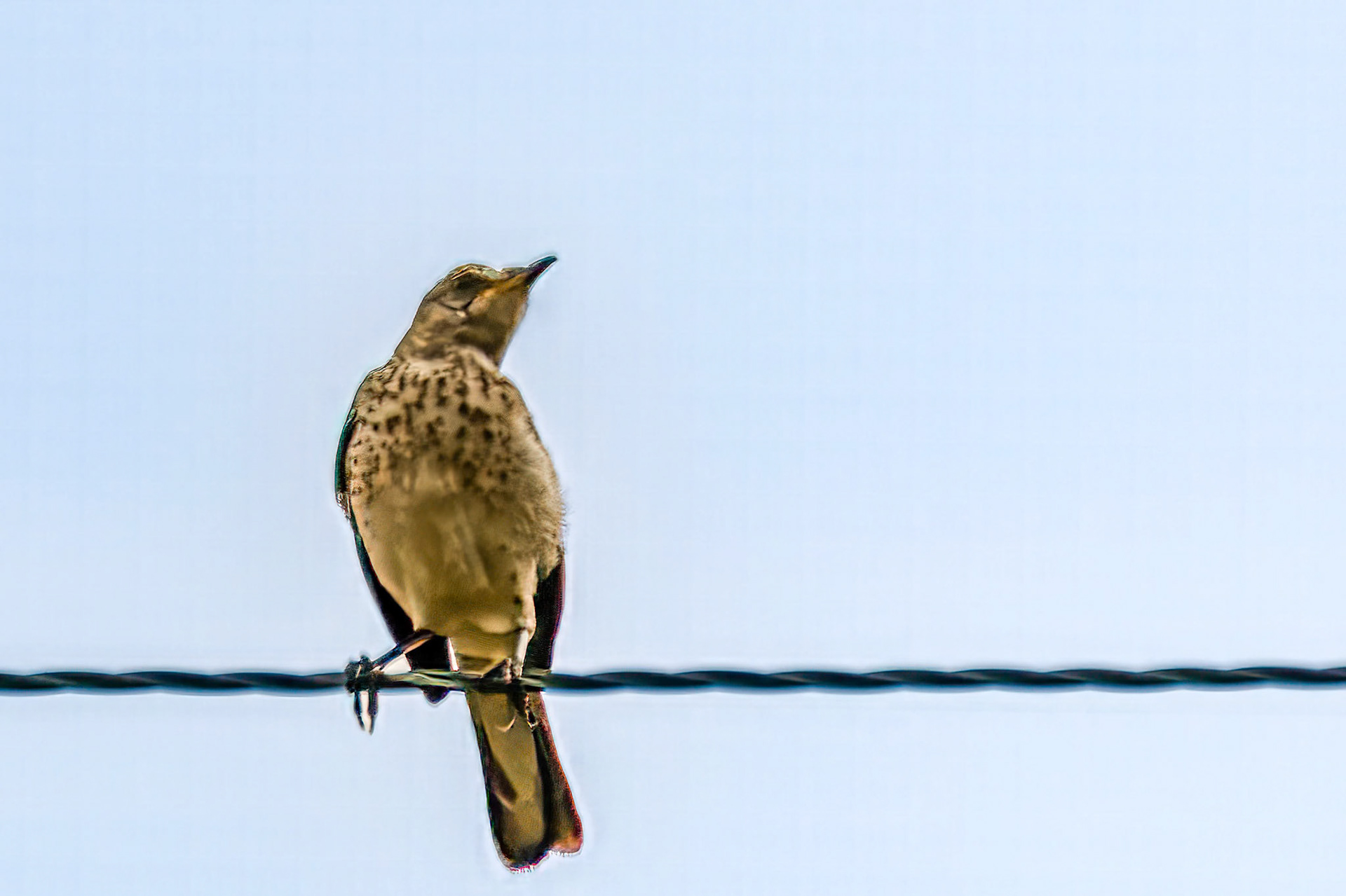 Sage Thrasher at Round Mountain Pond