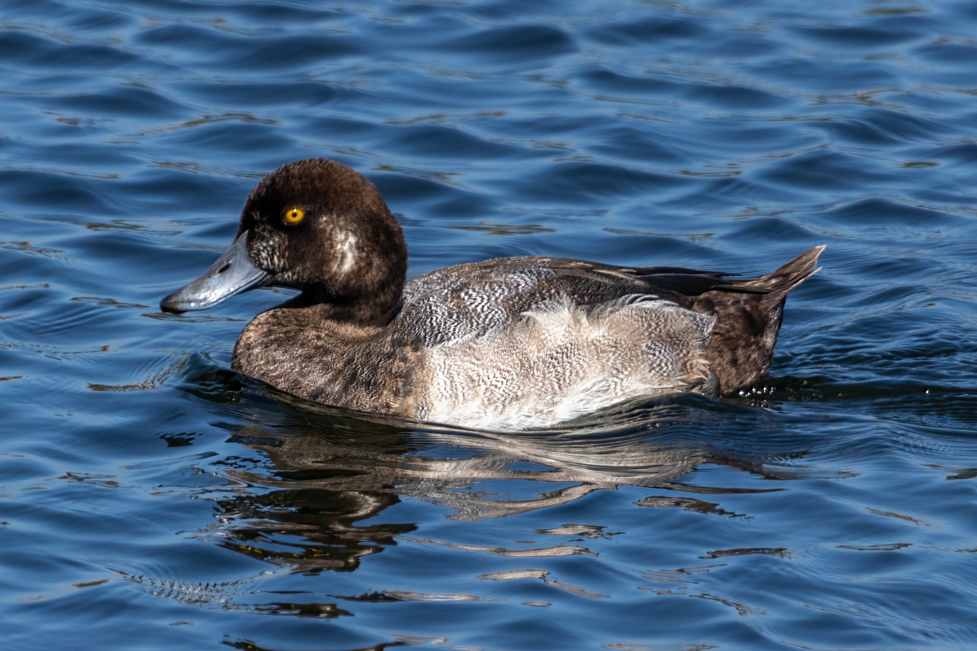 Greater Scaup at Ventura Ponds