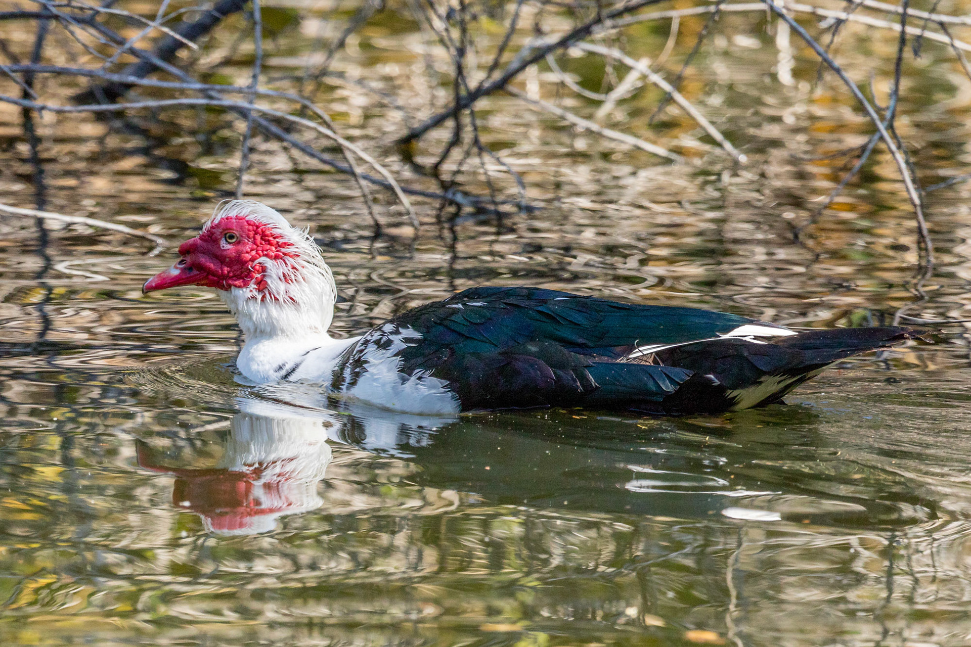 Muscovy Duck at Upper Franklin Reservoir