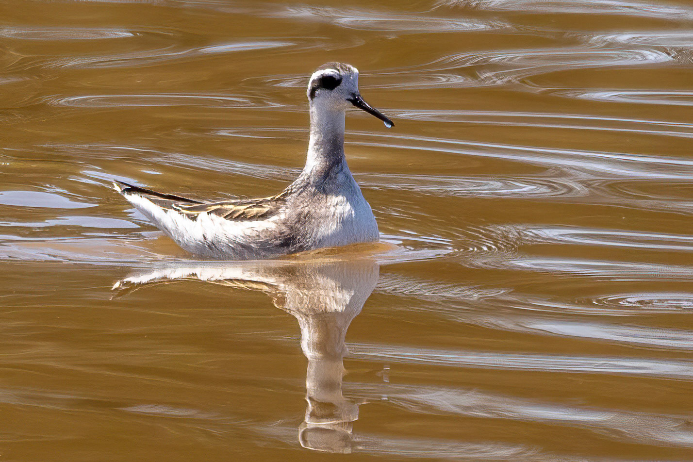 Red-necked  Phalarope at Santa Barbara