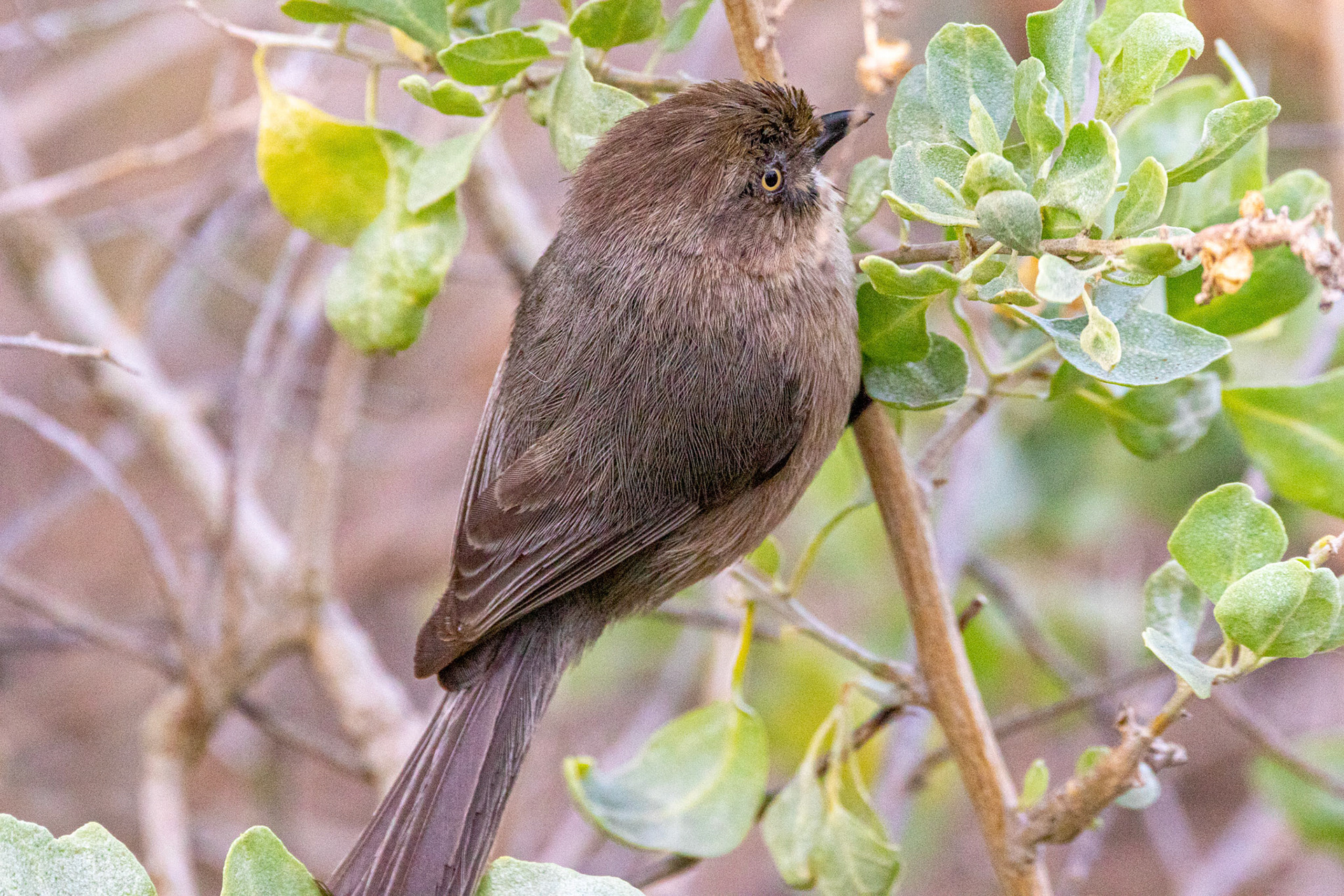 Wrentit at Devereaux Slough