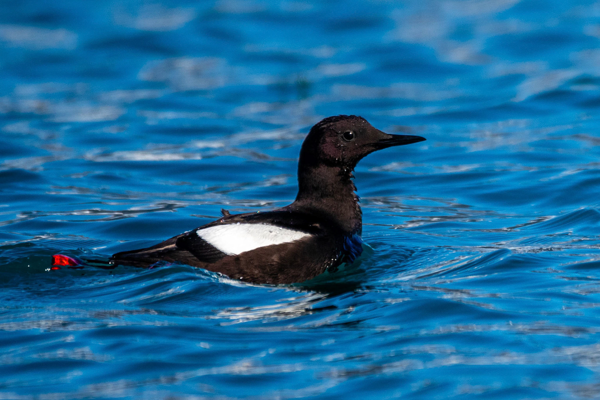 Lillehookbreen Black Guillemot