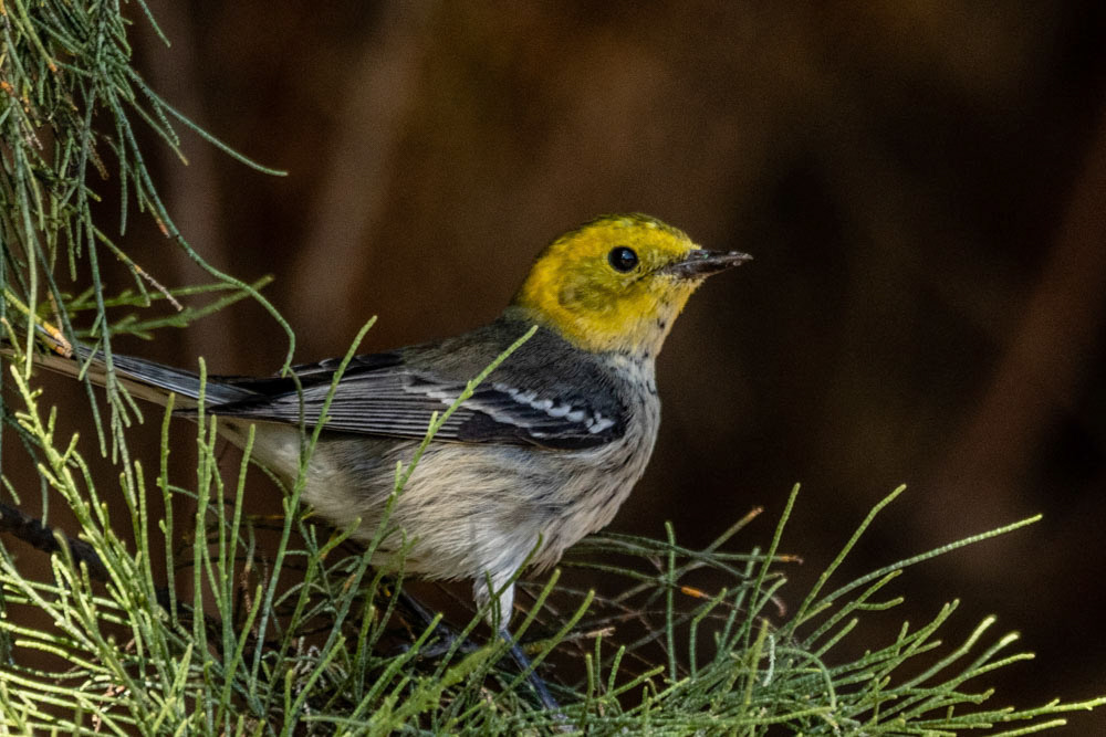 Hermit Warbler at Bob Killdee Park