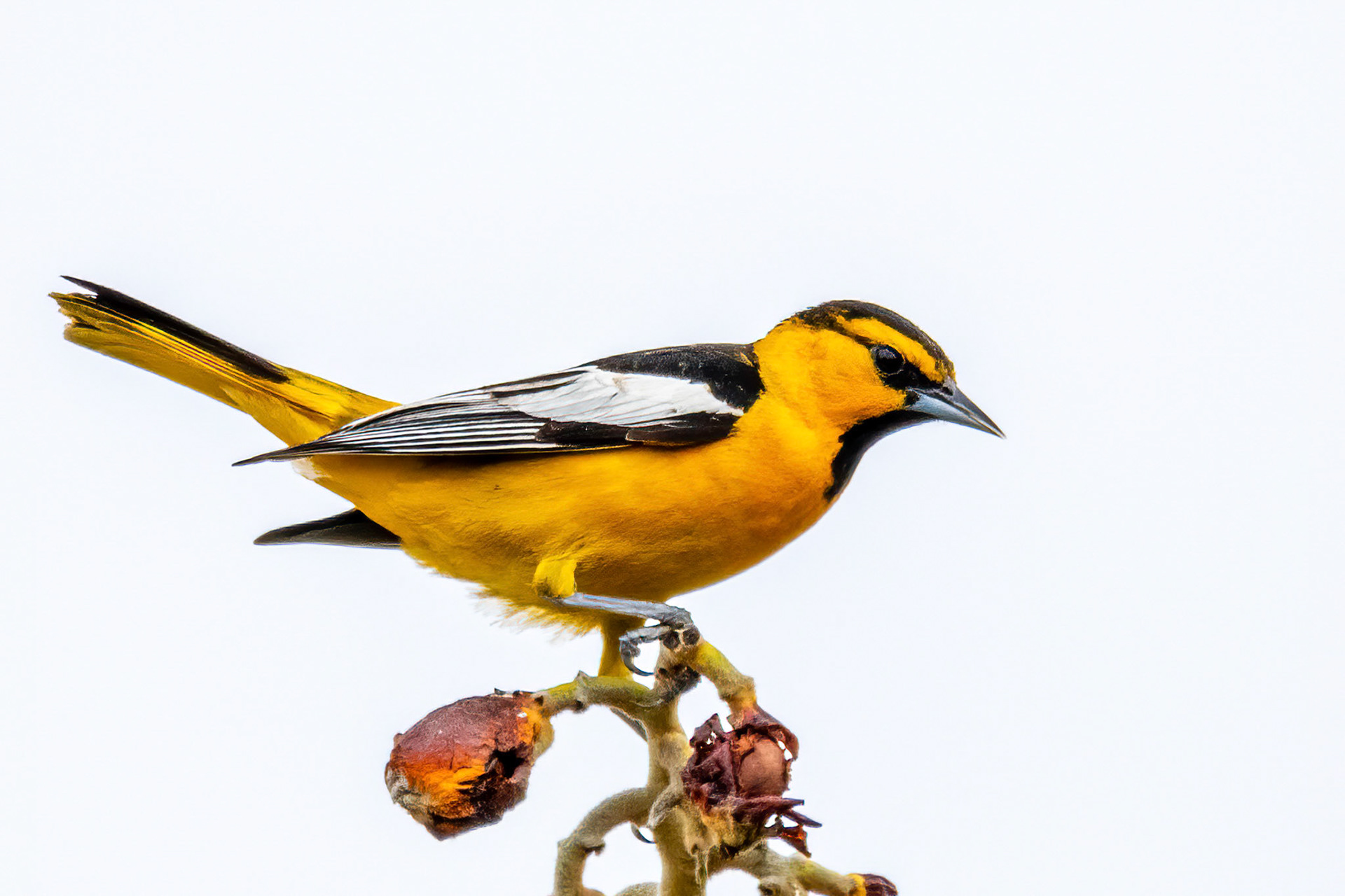 Bullock's Oriole in Canada Larga
