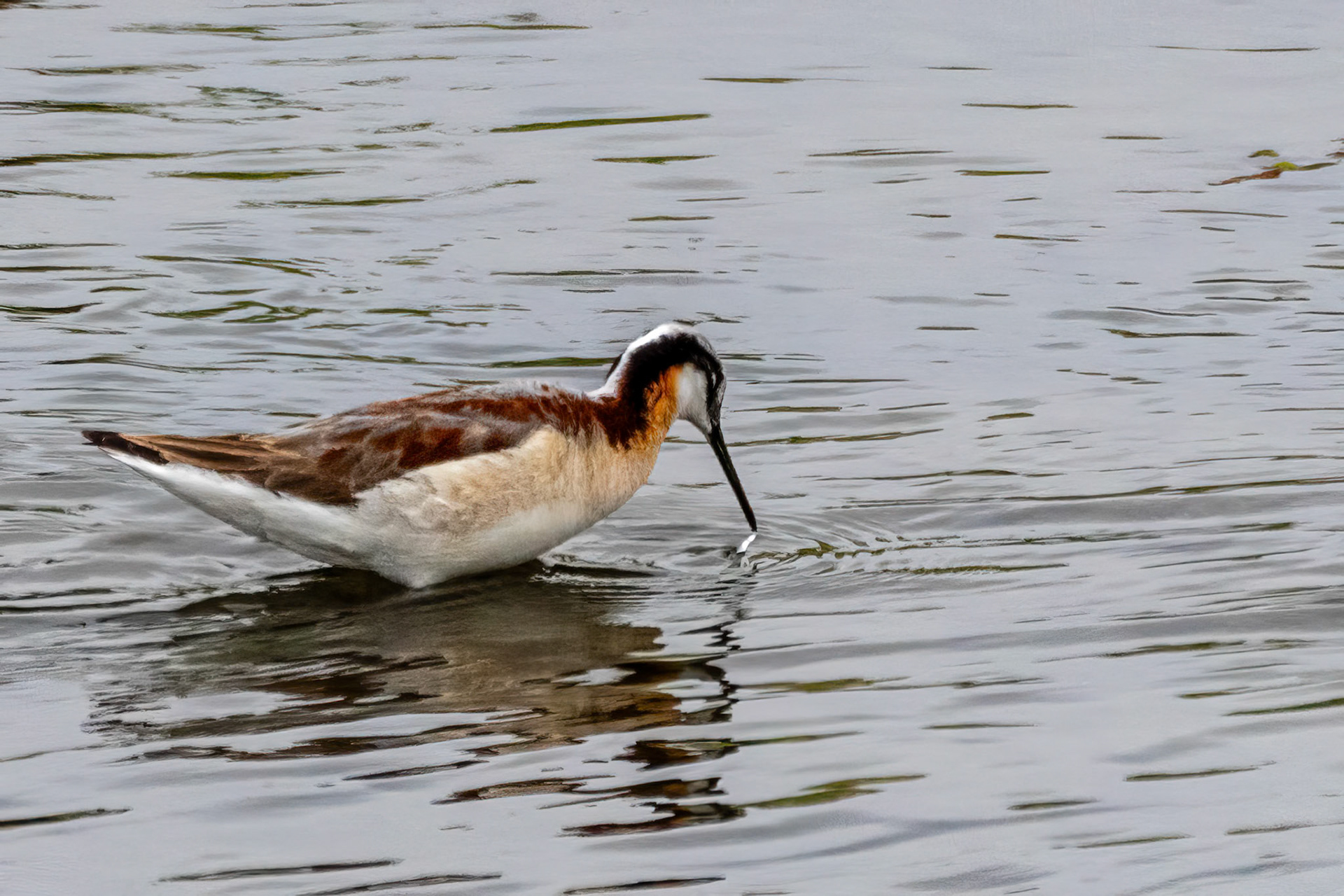 Wilson's Phalarope in L. A. River