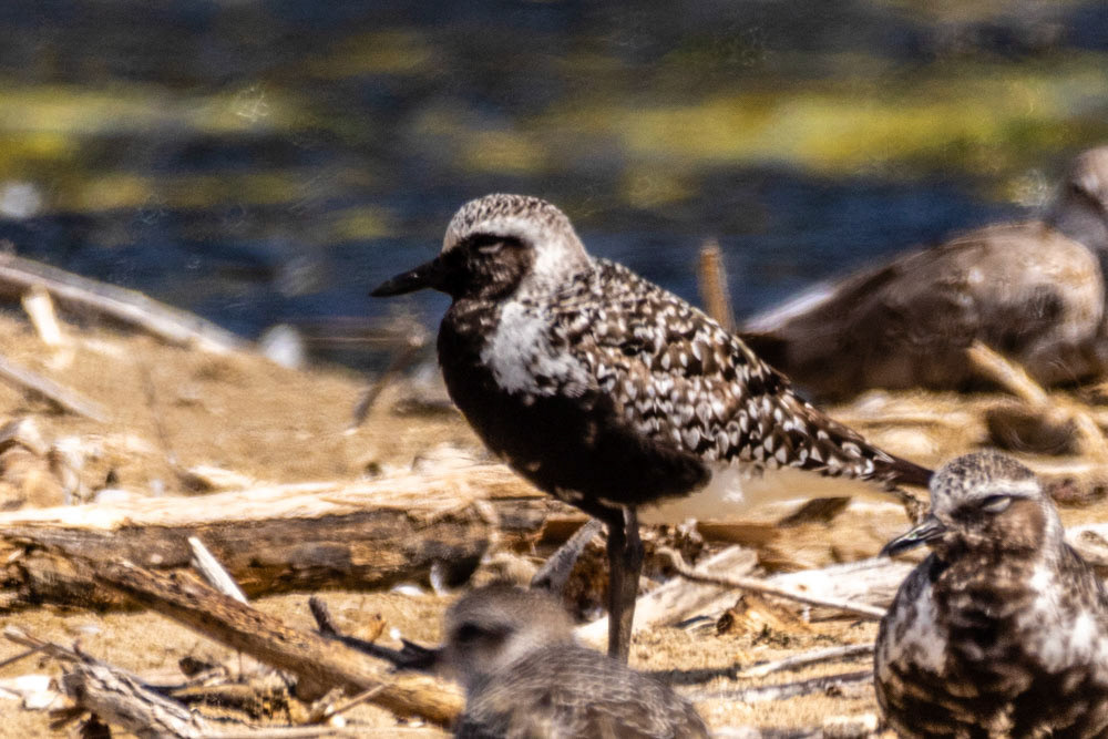 Black-Bellied Plover at Malibu Lagoon