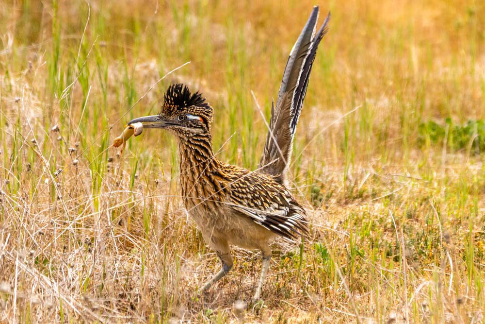 Greater Roadrunner in Canada Larga