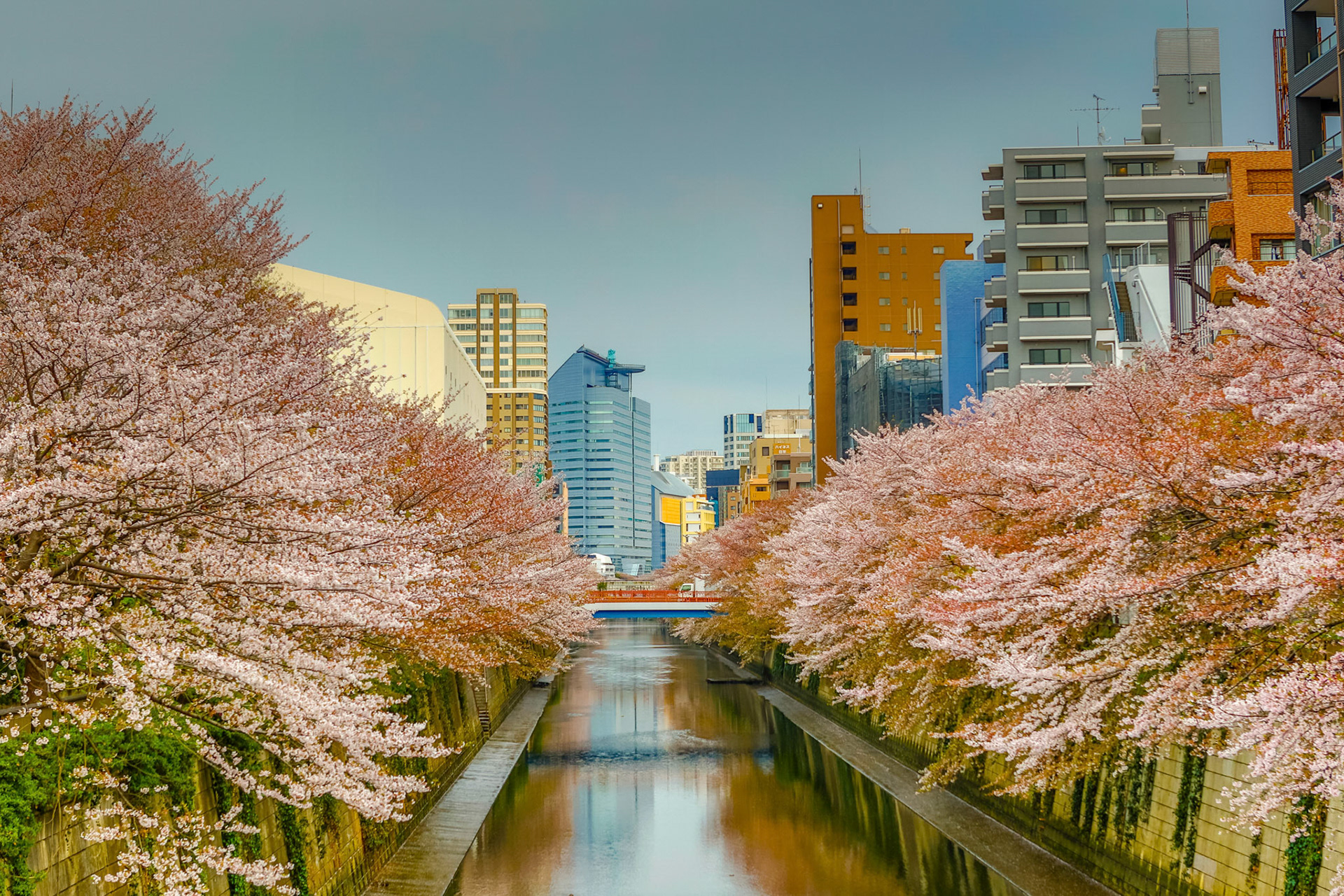 Meguro River Cherry Blossoms Tokyo