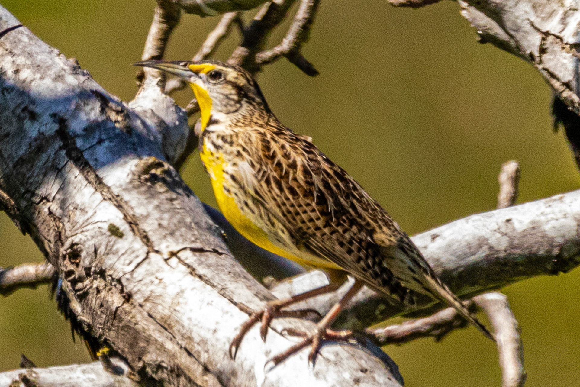 Western Meadowlark in Canada Larga Ojai