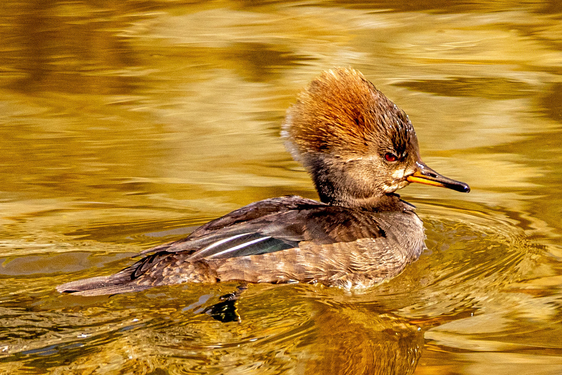 Female Hooded Merganser at Simi Arroyo
