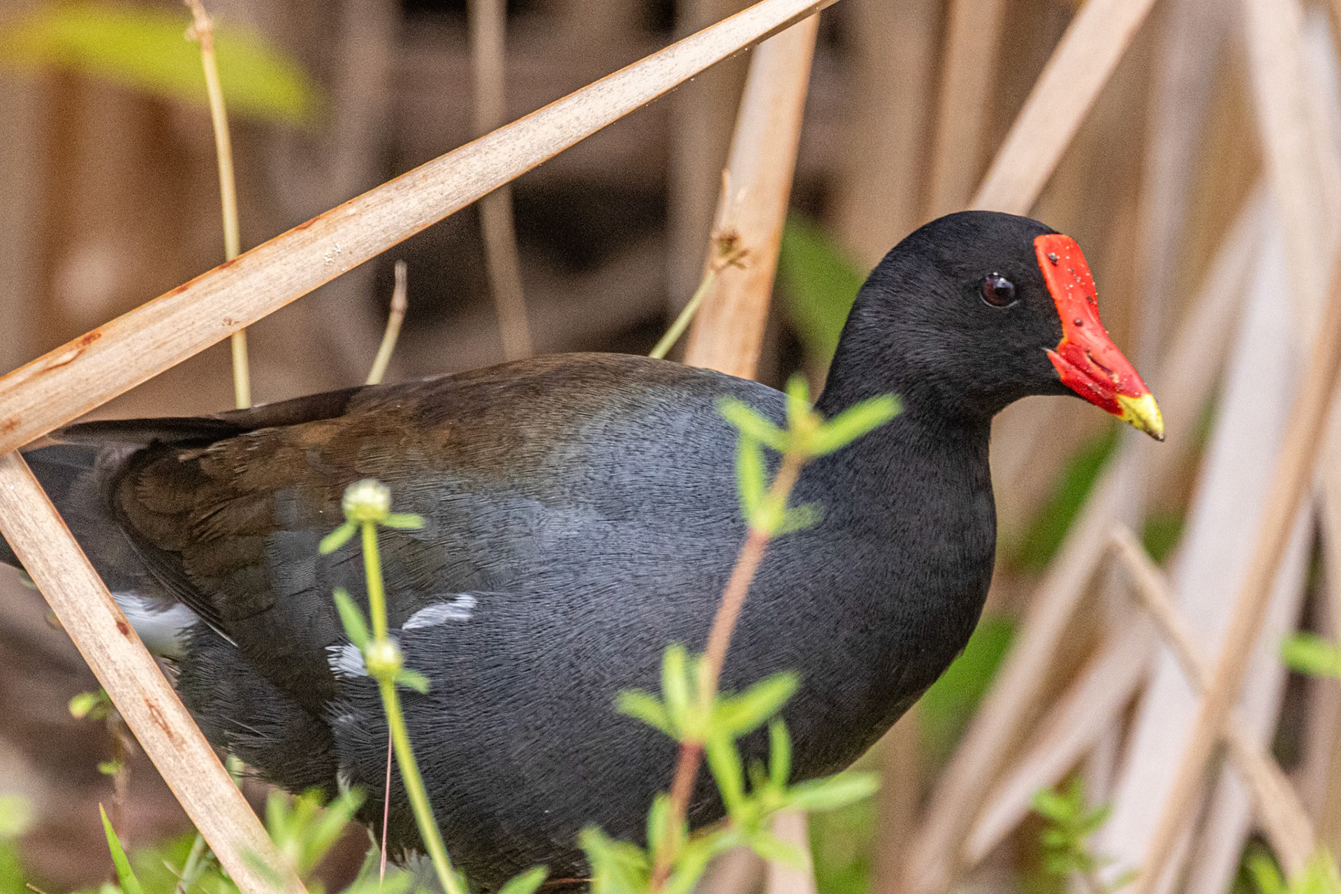 Common Gallinule at Old Fort Bahamas