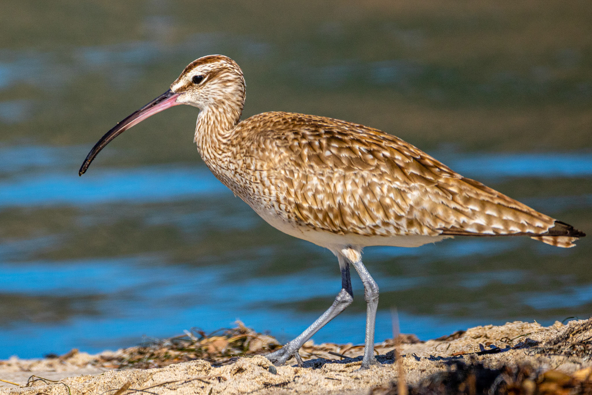 Whimbrel at Malibu Lagoon