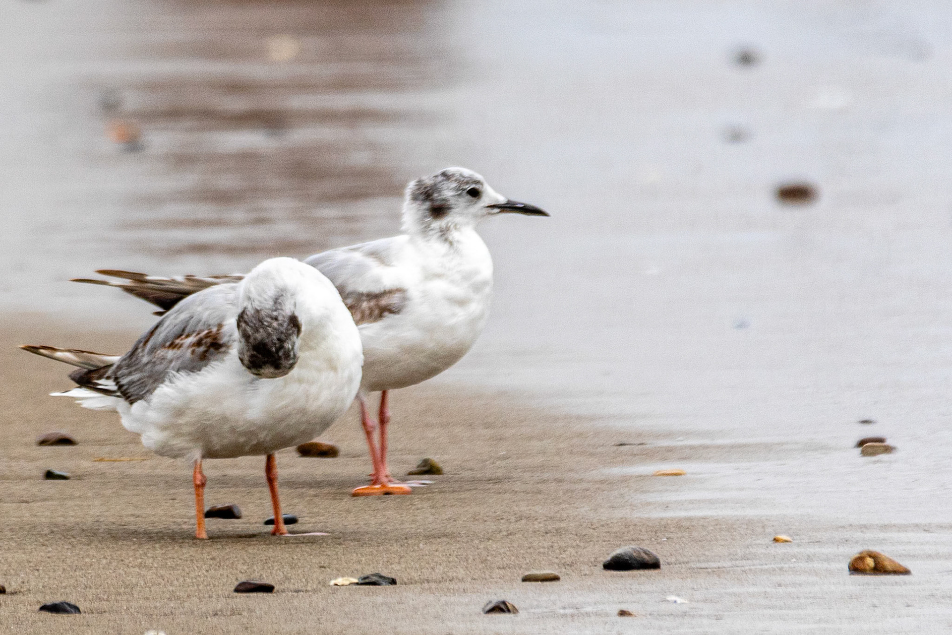 Bonaparte's Gull in Ormand Beach