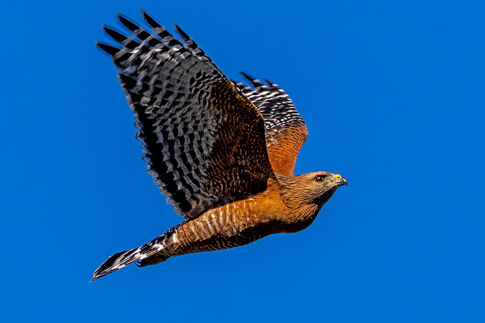Red-Shouldered Hawk in Simi Arroyo