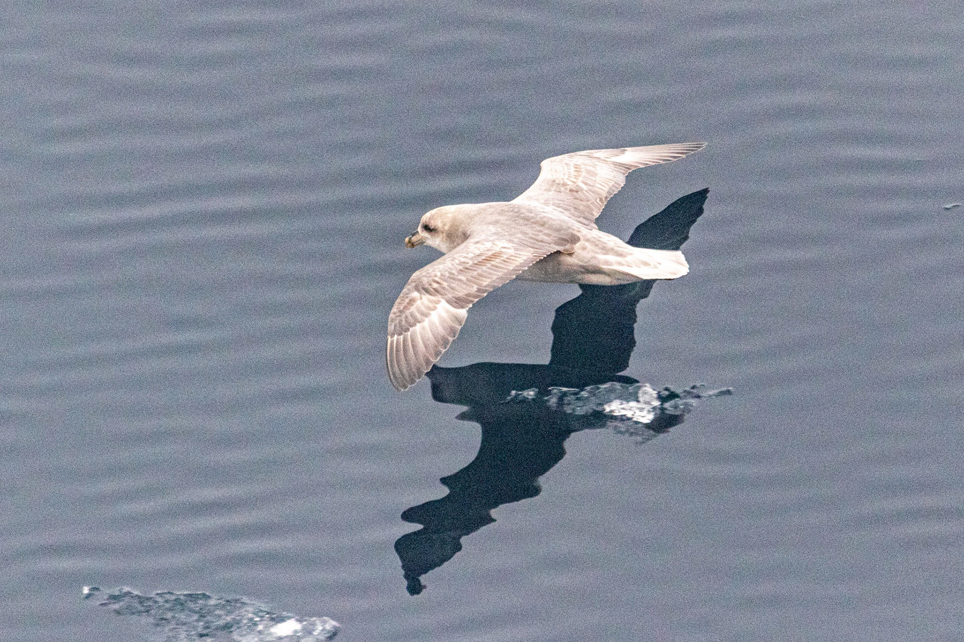 Ice Edge Lat 80 Deg 28.5 Min North Northern Fulmar