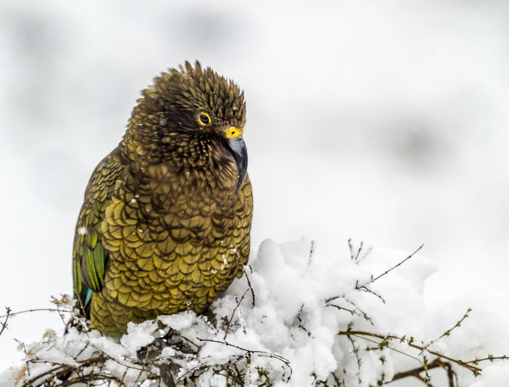 Kea in the snow near Homer Tunnel Mildford Sound
