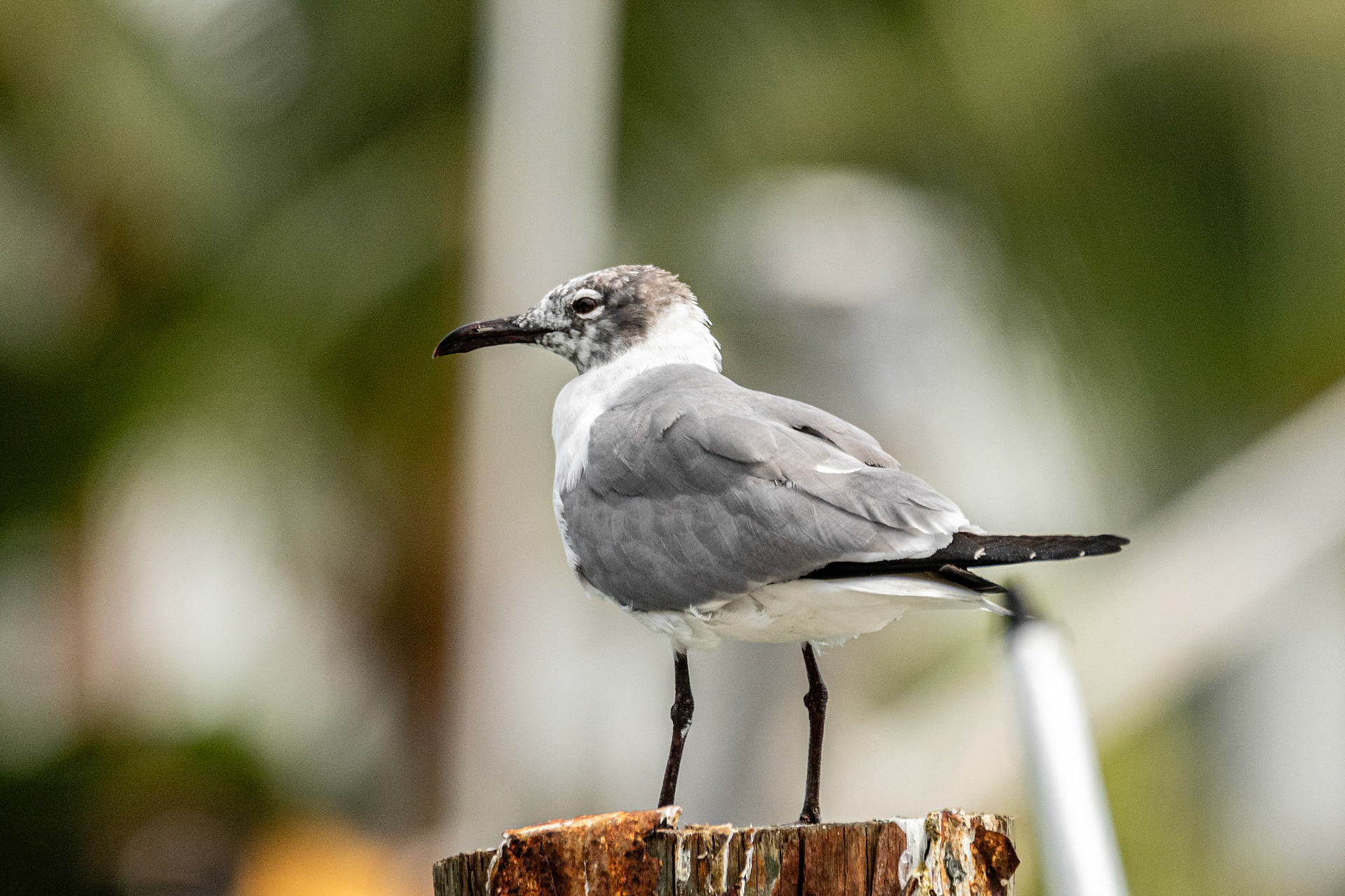 Laughing Gull at Sandyport Bahamas