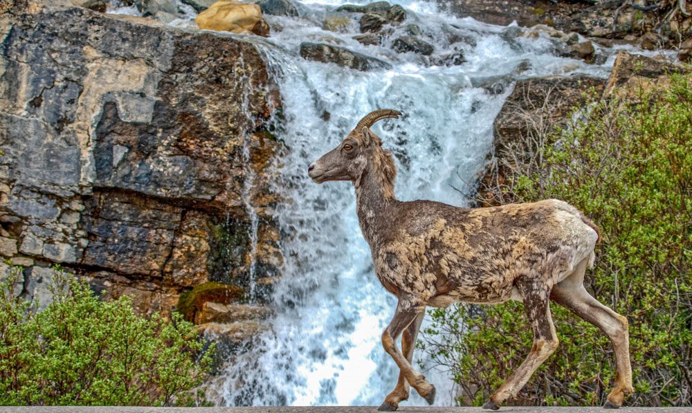 Big Horn Sheep in Jasper National Park