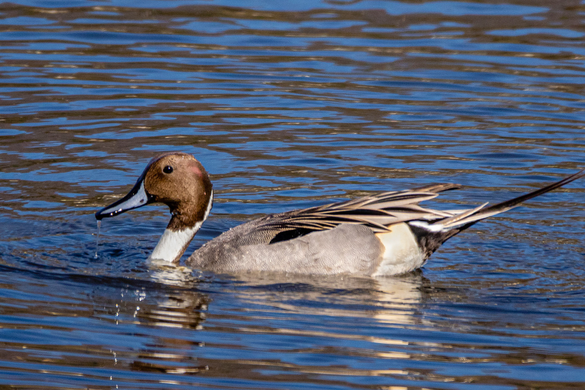 Northern Pintail at Malibu Lagoon