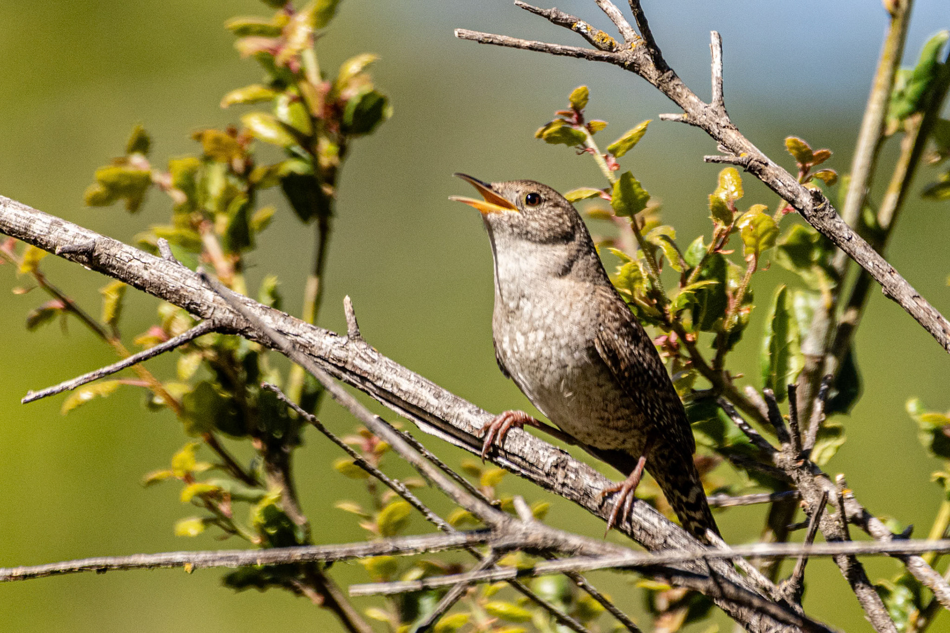 House Wren in Hawk Canyon