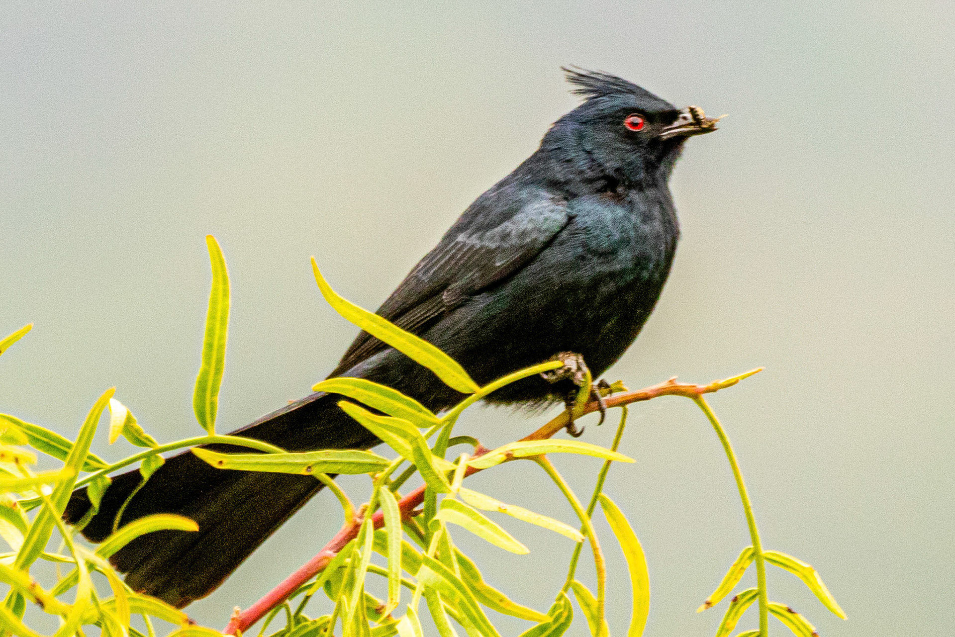 Phainopepla in Canada Larga Ojai