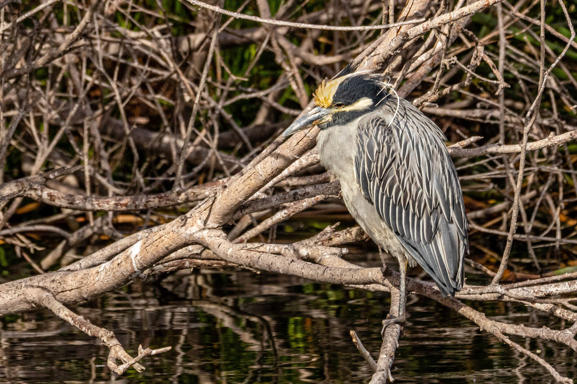 Yellow-Crowned Night Heron at Ventura Ponds