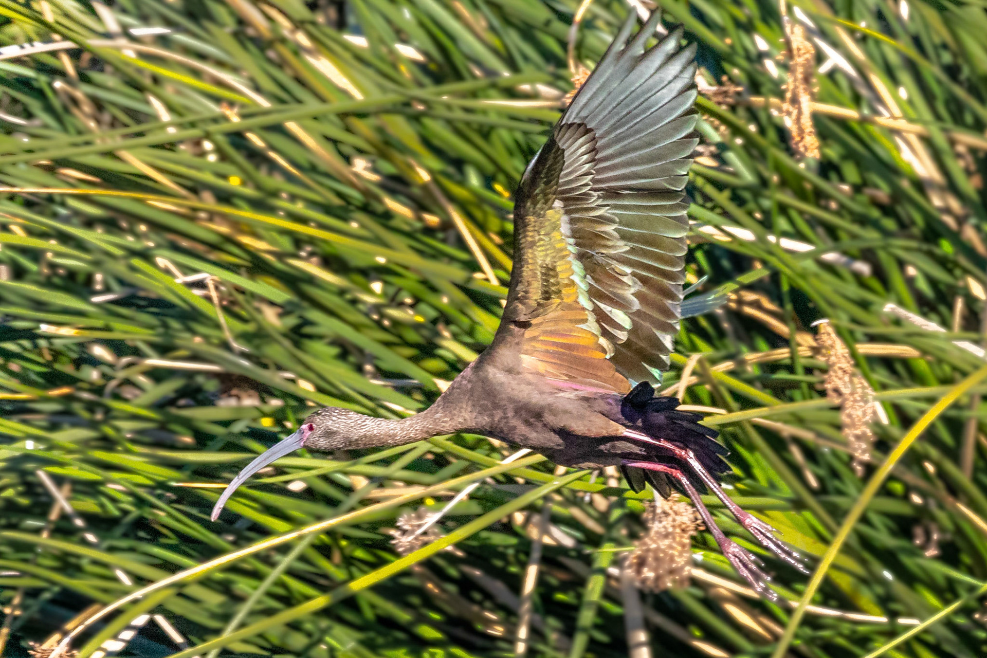 White-faced Ibis at Ventura Ponds