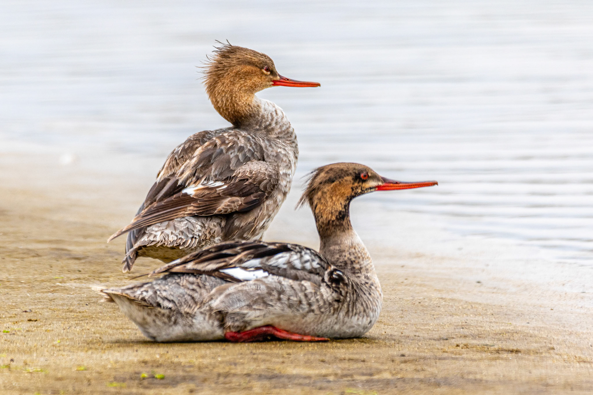 Red-Breasted Merganser at Malibu Lagoon