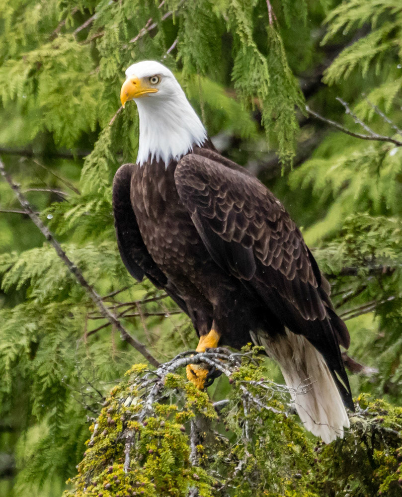Majestic Bald Eagle near Ketchikan Alaska