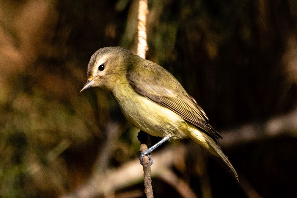 Warbling Vireo at Bob Killdee Park