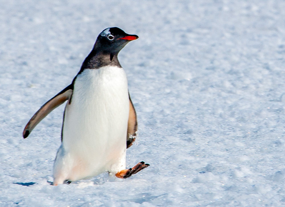 Marching Gentoo penguin on Pleneau Island