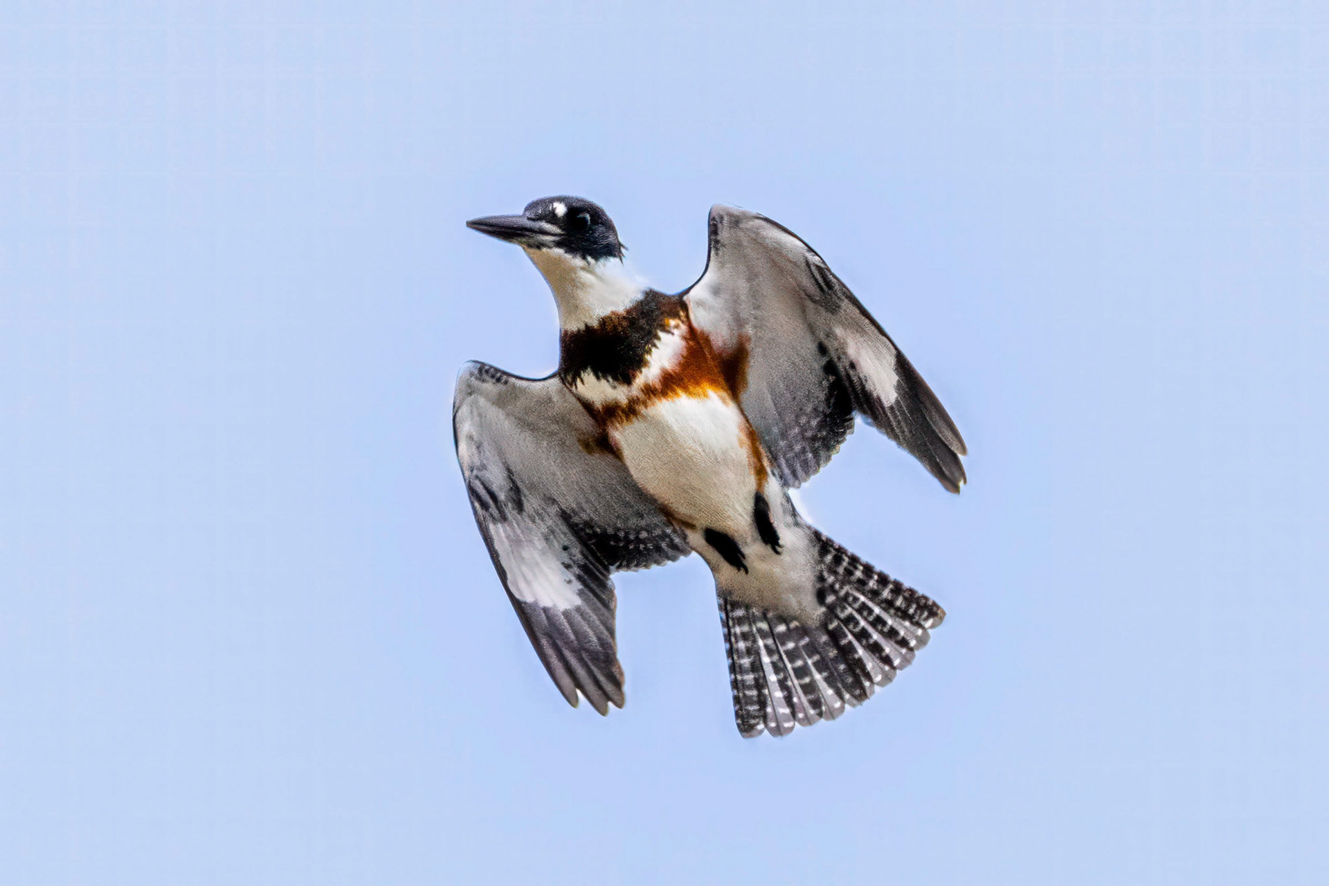 Belted Kingfisher at Malibu Lagoon