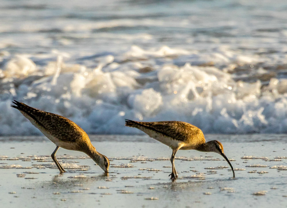 Long-billed Curlew's at Ventura Beach