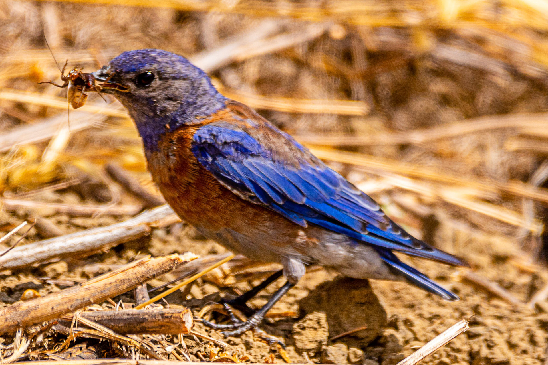 Western Bluebird in Canada Larga Ojai