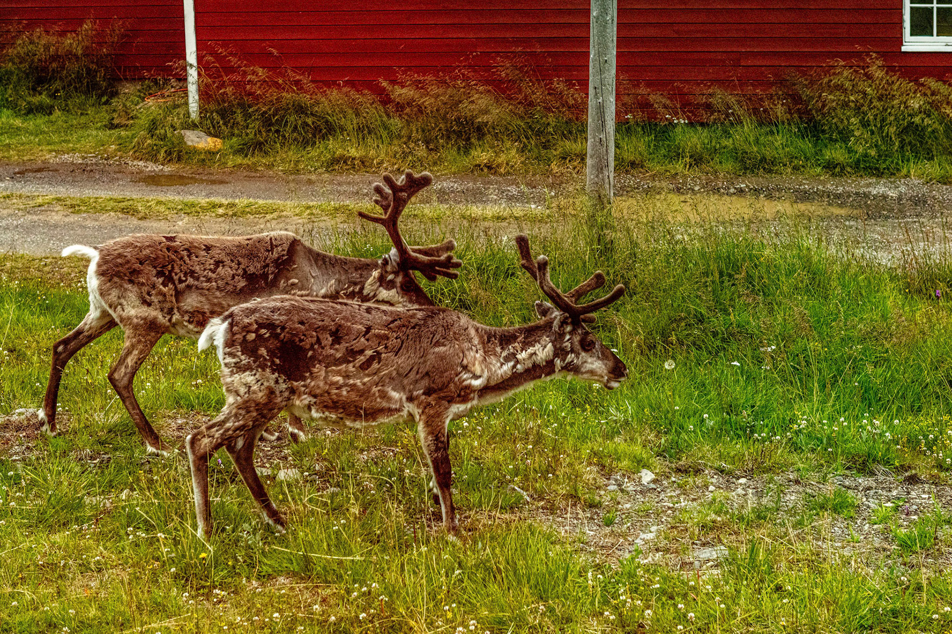 North Cape Reindeer