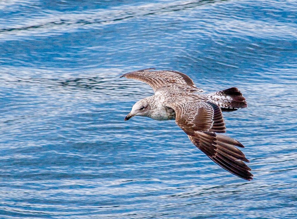 Skua in flight over the Drake Passage