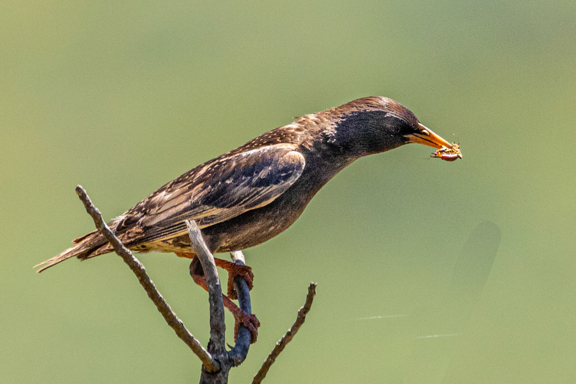European Starling in Canada Larga Ojai